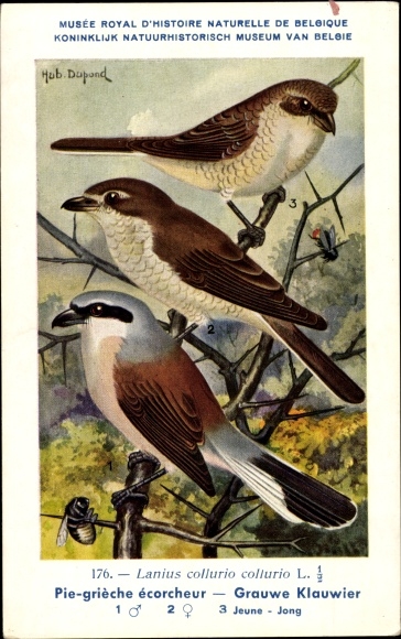 Artist Postcard Dupond, H., Lanius collurio collurio, Grauwe Klauwier No. 176