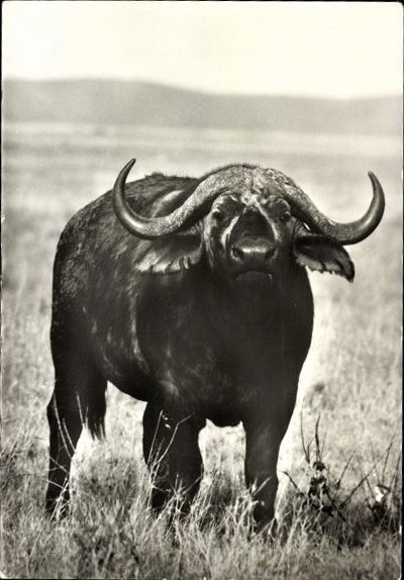 10 old Postcard different animals, buffalo, ibex, giraffe, zebra, bison