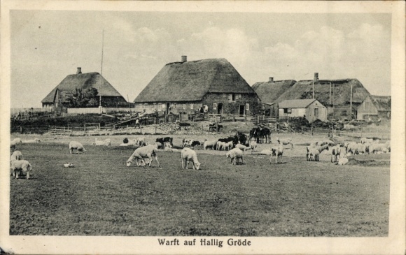 Ak Hallig Gröde in Noord-Friesland, terp, Friese huizen, schapen