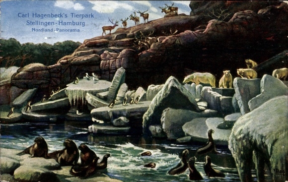 Postcard Hamburg Eimsbüttel Stellingen, Carl Hagenbeck's Zoo, Nordland Panorama, polar bears, seals