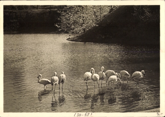 Postcard Garden Show Stuttgart 1939, group of flamingos at the large lake