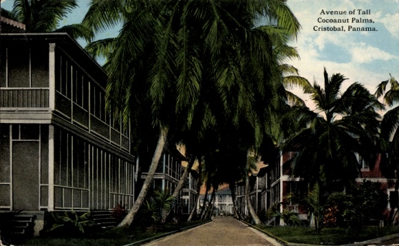 Ak Cristóbal Panama, Avenue of Tall Cocoanut Palms,  Palmenallee, Kolonialarchitektur