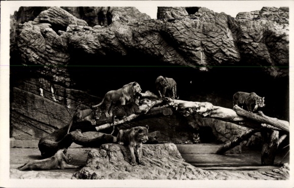 Ak Hamburg Eimsbüttel Stellingen, Tierpark Hagenbeck, Offene Löwenschlucht