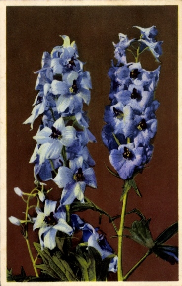 Postcard Nenke and Ostermaier Series 651 No. 1840, Delphinum elatum, Rietersporn