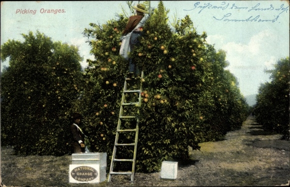 Ak USA, Sinaasappels plukken, National Orange Company