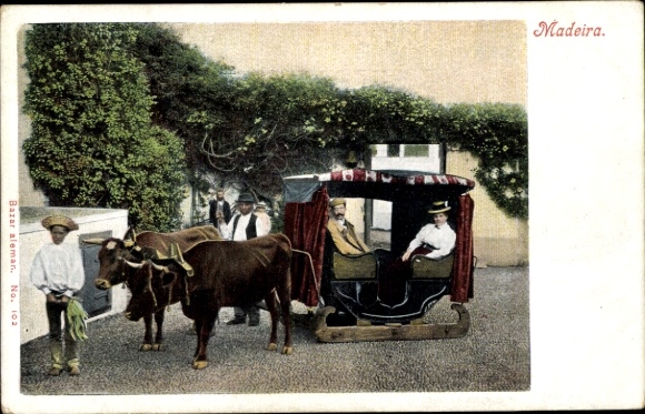 KP Madeira wyspa Portugalia, Carro de bois, sanie wołowe