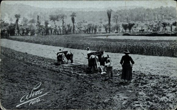 Postcard Portugal, field worker, cattle plough