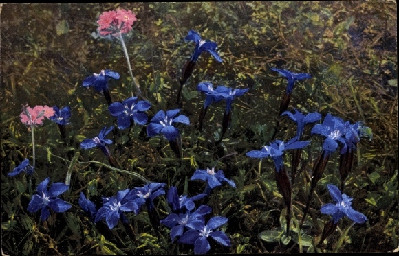 Postcard Photochromie, Nenke and Ostermaier 520 913, Alpenflora, Gentiana verna, Primula farinosa