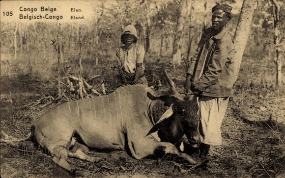 Postal stationery Postcard Belgian Congo Democratic Republic of Congo Zaire, eland antelope