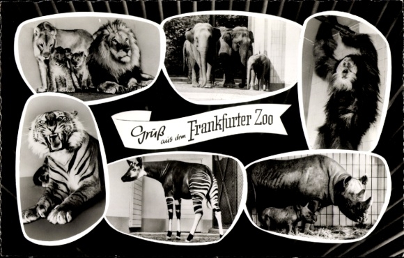 Postcard Frankfurt am Main, Zoo, Rhinoceros, Tiger, Lions, Okapi, Orangutan, Elephants