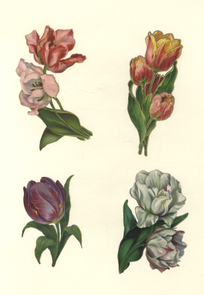 4 Oblaten Tulpen, je ca. 11 x 7 cm