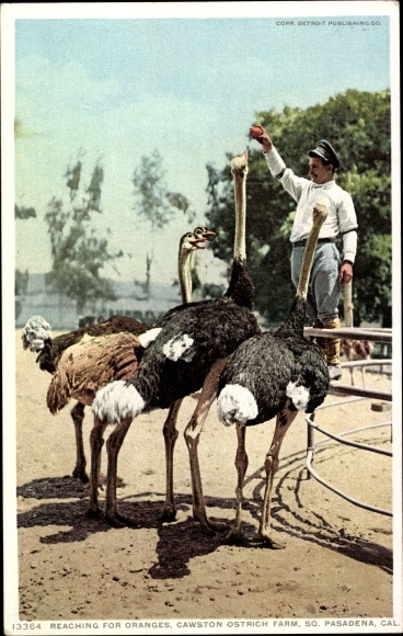 Postcard Pasadena, California, USA, Cawston Ostrich Farm, looking for oranges