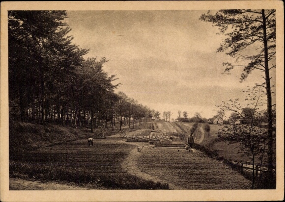 Postcard Neuhof Ostseebad Heringsdorf on Usedom, landscape with trees, fields, ox, people, garden