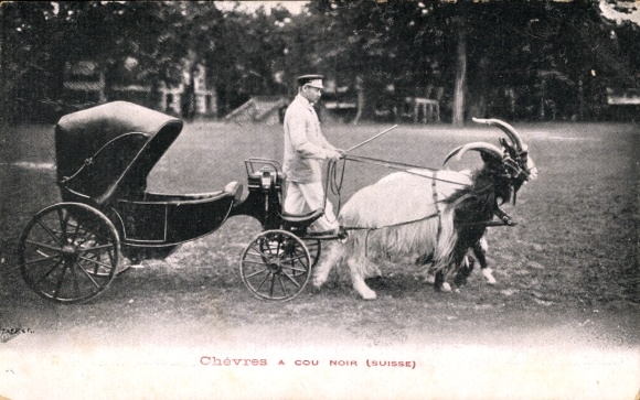 PC Switzerland, Chèvres à Cou Noir, goat carriage