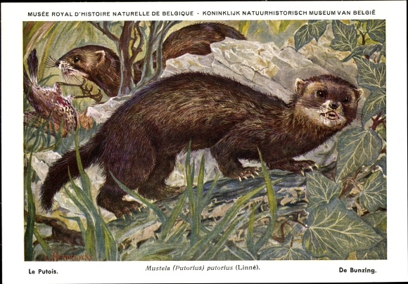 Artist PC Mustela putorius, Europäischer Iltis, Musée Royal D&#39;Histoire Naturelle de Belgique