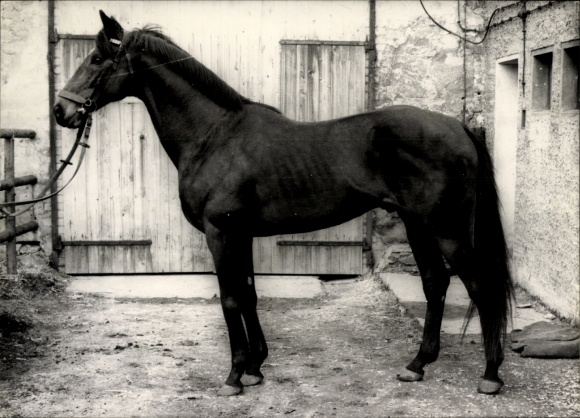 Foto Pferd auf einem Bauernhof