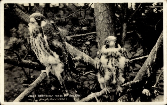 Postcard Young half-grown kestrels already thrown into the cage