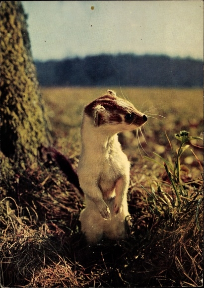 Postcard Wiesel, on the hunt