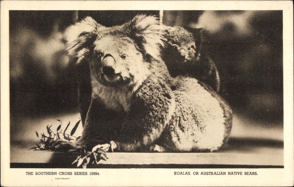 Postcard Koalas, Australian Native Bears