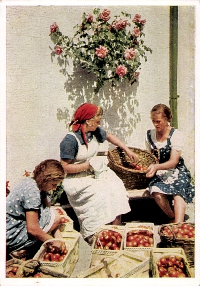 Ak Reichsarbeitsdienst für die weibliche Jugend, Arbeitsmaid zur Zeit der Tomatenernte