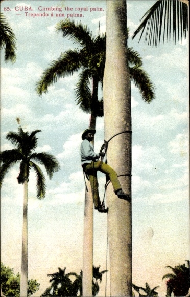 Postcard Guantánamo Cuba Cuba, man climbing a palm tree, tropical landscape with palm trees