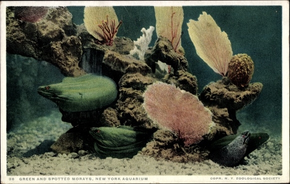 Postcard New York City USA, Green and Spotted Moray Eels, Aquarium