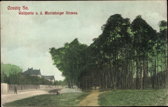 Ak Coswig in Saksen, bosgedeelte aan de Moritzburger Strasse