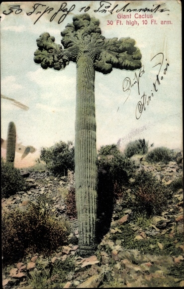 Postcard USA, Giant Cactus, Kakteen