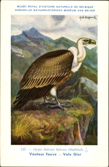 Artist PC Dupond, H., Gyps fulvus fulvus, Vale Gier No. 127