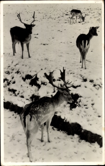 Postcard Deer in the Snow, Dutch Animal Welfare Association