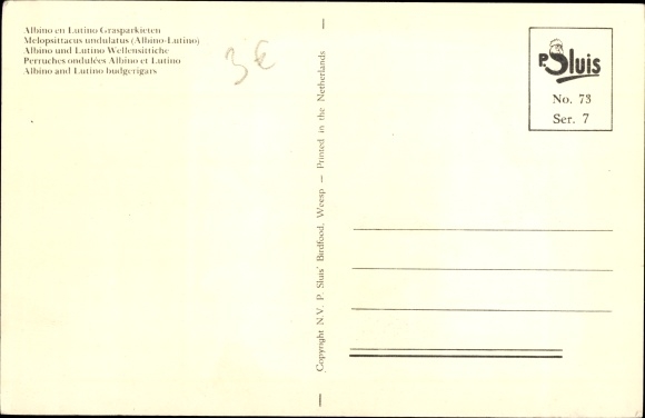 Postcard Albino and Lutino budgerigars