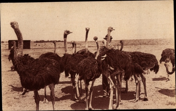 Postcard government ostrich farm in South West Africa, pictures from the German colonies, colonial warrior donation