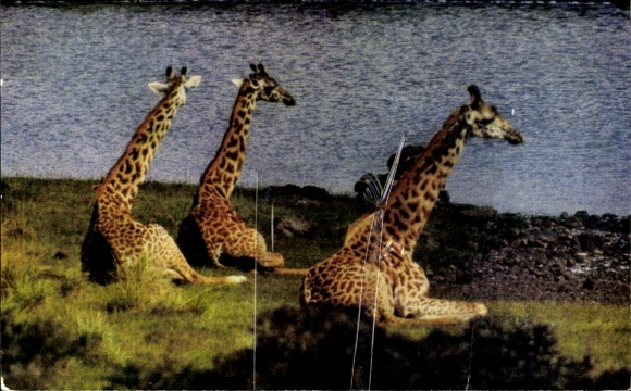 Postcard African Wildlife, Giraffes