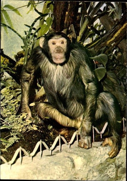 12 old Postcard monkeys, various views