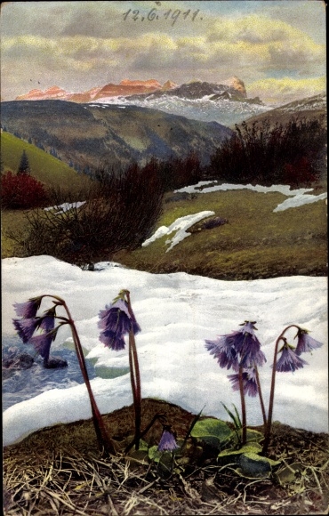 PC Soldanella Alpina, Alpen Soldanelle, Nenke and Ostermaier 508 783