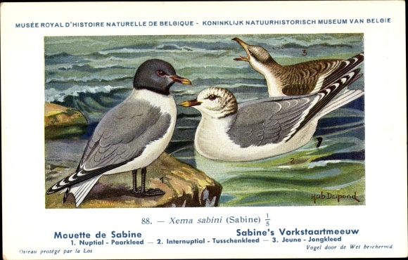Kunstenaar Ansichtkaart Dupond, Hub., Xema sabini, Zwaluwmeeuw