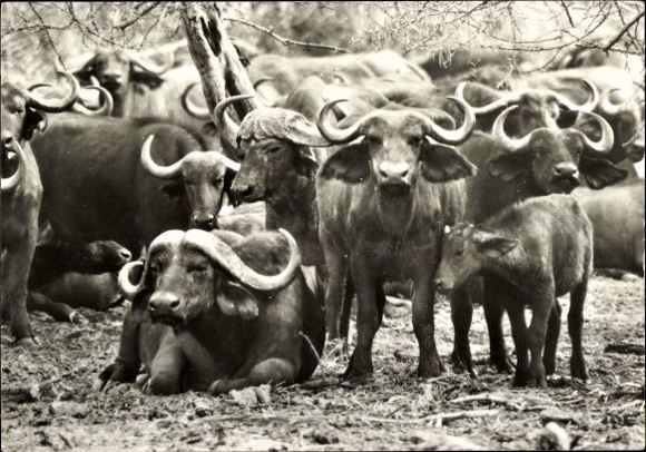 10 old Postcard different animals, buffalo, ibex, giraffe, zebra, bison