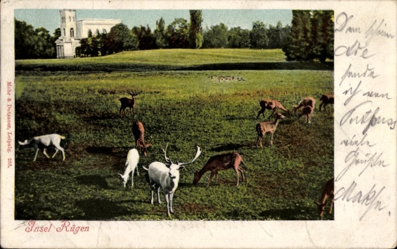 Postcard Putbus on the island of Rügen, castle park, deer