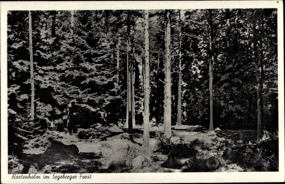 PC Hartenholm Schleswig Holstein, forest section in the Segeberger forest