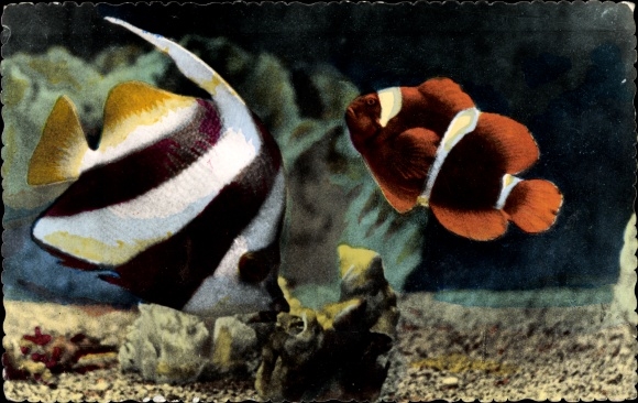Postcard Monaco, Aquarium, Fische, Heniochus Macrolepidotus, Premnas Biaculeatus