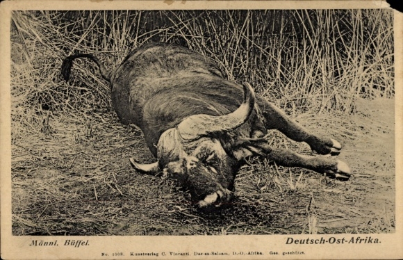 Ak Deutsch Ostafrika Tansania, Büffel, Jagdbeute, Jagd