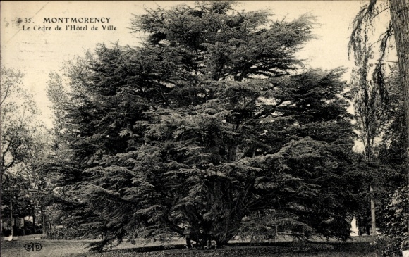 Ak Montmorency Val d’Oise, Cèdre de l'Hôtel de Ville, großer Baum, Parklandschaft