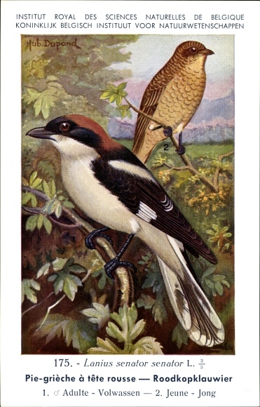 Artist PC Dupond, H., Lanius senator senator, Roodkopklauwier No.175