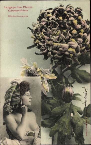 Postcard Langage des Fleurs, Chrysanthemum, portrait of a Woman, Breasts