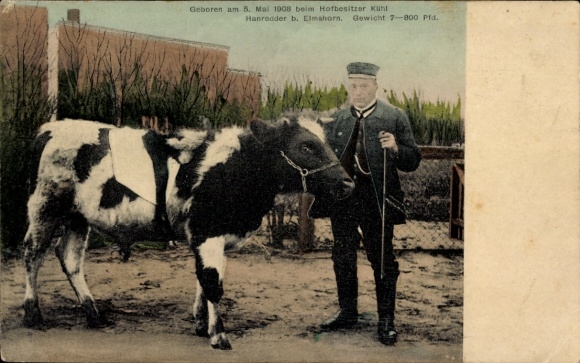 Ak Hanredder in Holstein, koe, geboren op 5 mei 1908, boerderijeigenaar Kühl