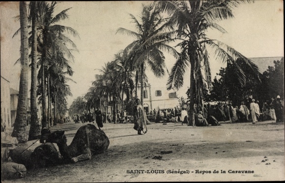 Postcard Saint Louis Senegal Afrika, Rest of the Caravan, Palmen, Kamel