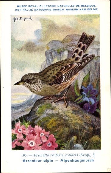 Artist PC Dupond, Hub., Prunella collaris, Alpine Accentor