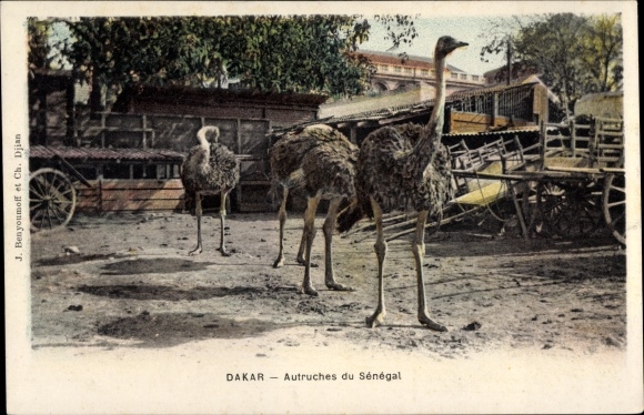 Postcard Dakar Senegal, Ostriches