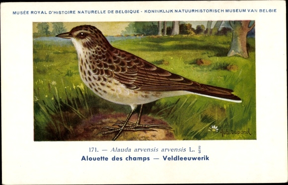 Kunstenaarskaart Dupond, Hub., Alauda arvensis, Veldleeuwerik, nr. 171