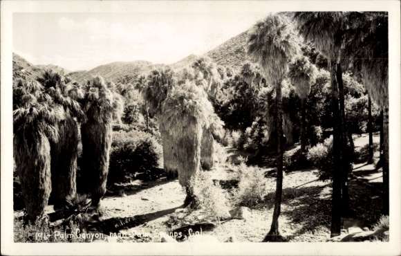 Ak Palm Desert Riverside County Californië VS, Palm Canyon